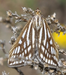 Loxostege tesselalis