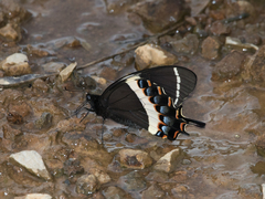 Papilio garamas garamas