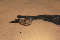 Hydropsalis climacocerca