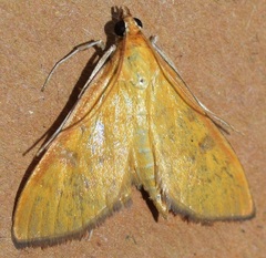 Mecyna andalusica