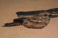 Hydropsalis climacocerca