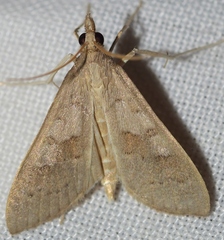 Mecyna asinalis