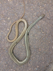 Psammophis brevirostris