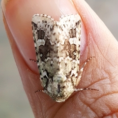 Lacinipolia laudabilis