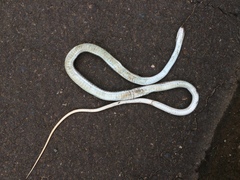 Psammophis brevirostris