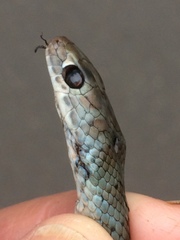 Psammophis brevirostris