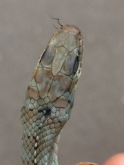 Psammophis brevirostris