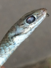 Psammophis brevirostris