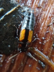 Tachinus subterraneus