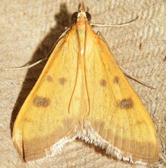 Mecyna trinalis