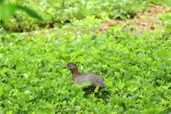 Crypturellus undulatus