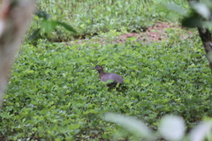 Crypturellus undulatus