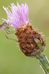 Centaurea × livonica
