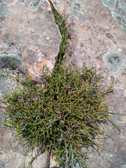 Polygala brachyphylla