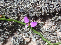 Polygala brachyphylla