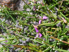 Polygala brachyphylla