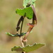 Aristolochia pistolochia - Photo (c) José María, algunos derechos reservados (CC BY-NC), subido por José María