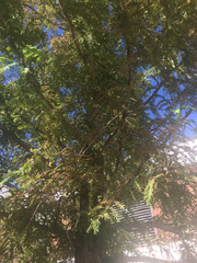 Metasequoia glyptostroboides