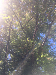 Metasequoia glyptostroboides