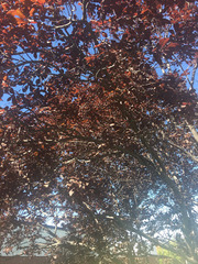 Prunus cerasifera pissardii