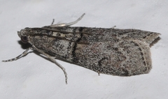 Merulempista azrouella