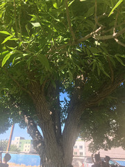 Fraxinus pennsylvanica