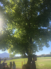 Liquidambar styraciflua