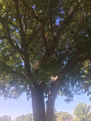 Gleditsia triacanthos