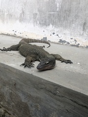 Varanus indicus