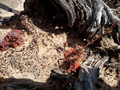 Anacampseros retusa