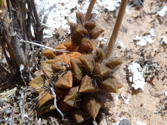 Anacampseros retusa