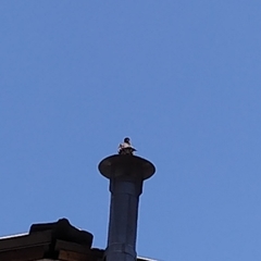 Turdus falcklandii magellanicus