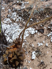 Anacampseros retusa