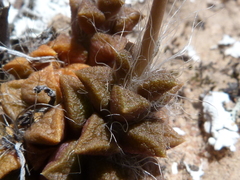 Anacampseros retusa