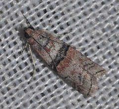 Merulempista turturella