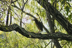 Butorides virescens
