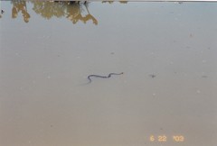 Nerodia sipedon sipedon