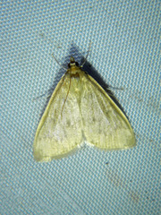 Framinghamia helvalis