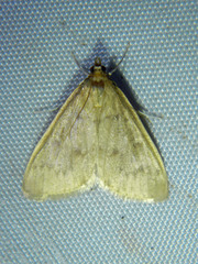 Framinghamia helvalis