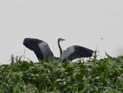 Ardea herodias