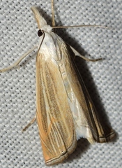 Metacrambus pallidellus