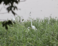 Ardea alba