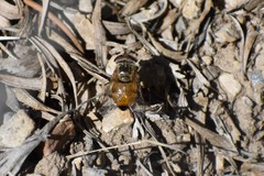 Copestylum haagii