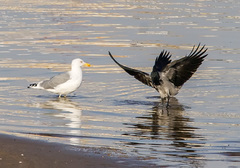 Larus