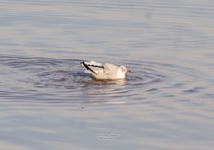 Chroicocephalus ridibundus