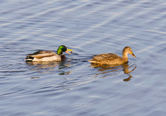 Anas platyrhynchos