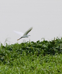 Egretta thula