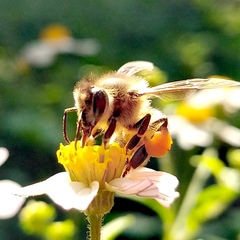 Apis mellifera