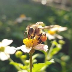 Apis mellifera