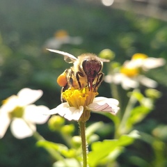 Apis mellifera
